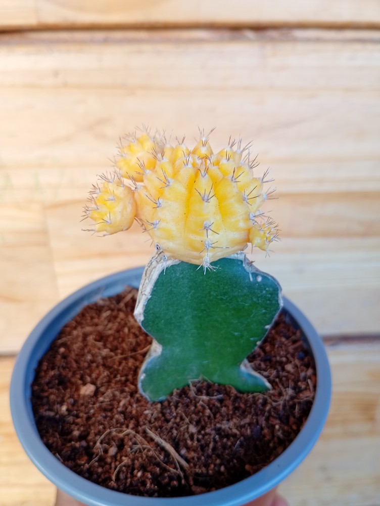 Captus injertado color