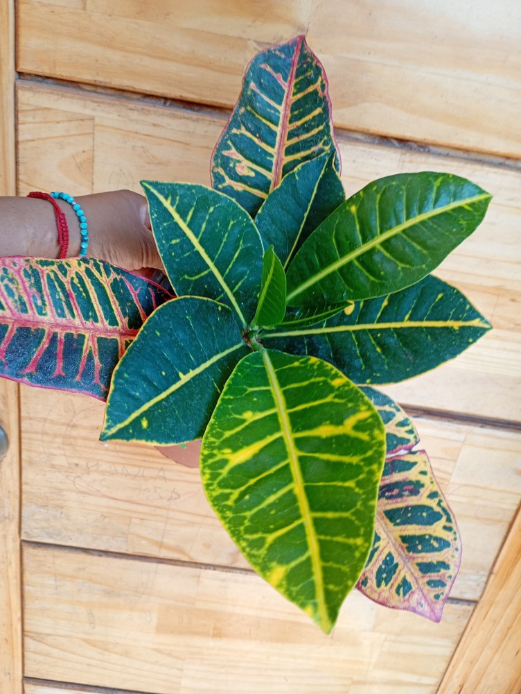 Croton