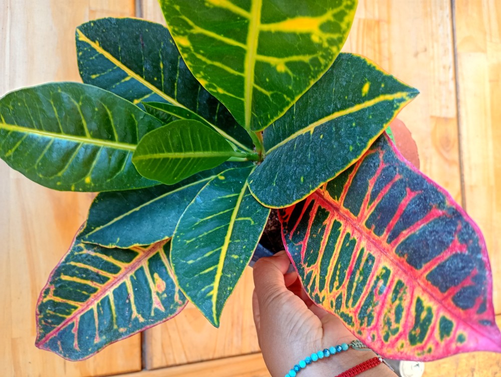 Croton