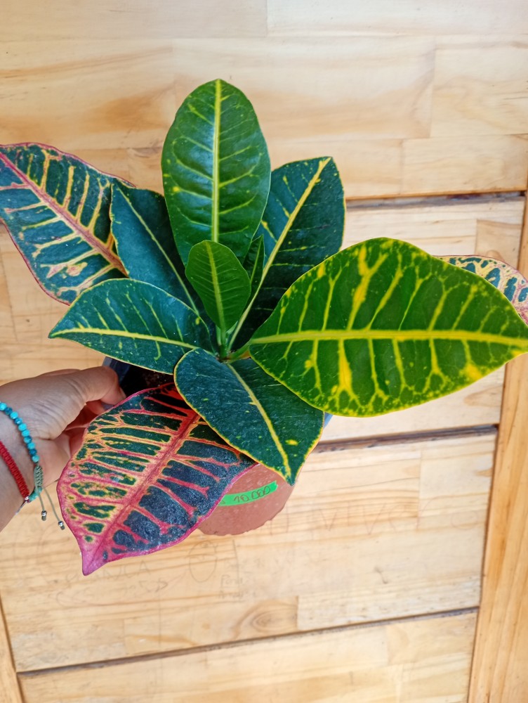 Croton