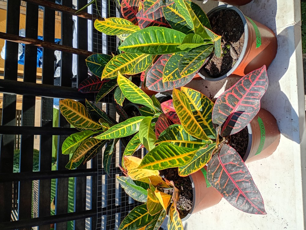 Croton
