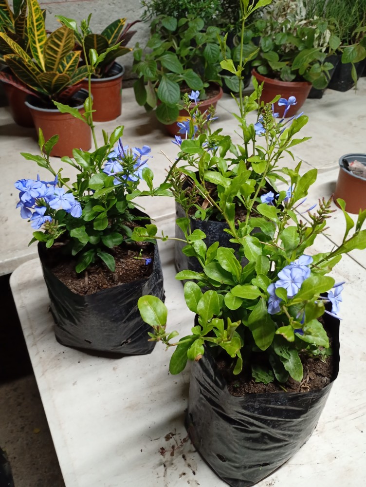 Plumbago