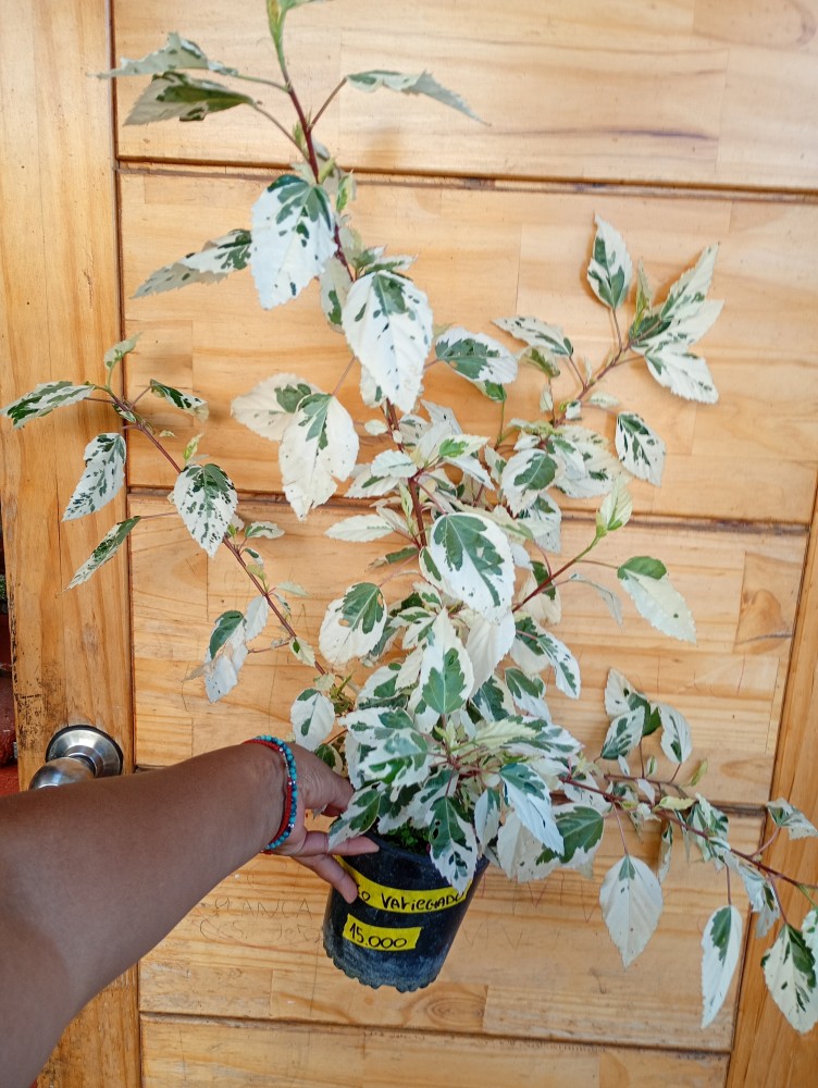 Hibisco Variegado