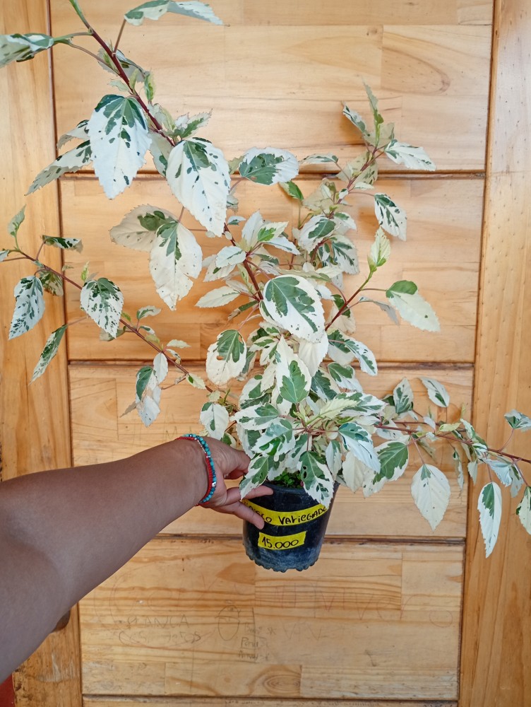 Hibisco Variegado
