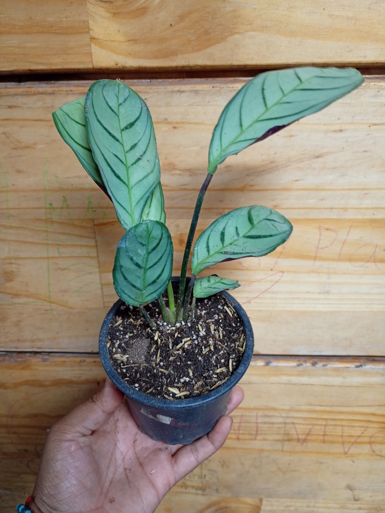 Calathea amagris