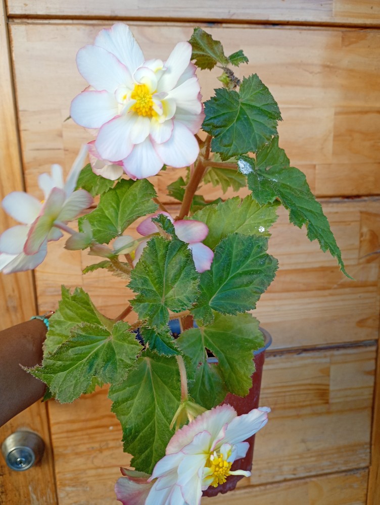 Begonia tuberosa