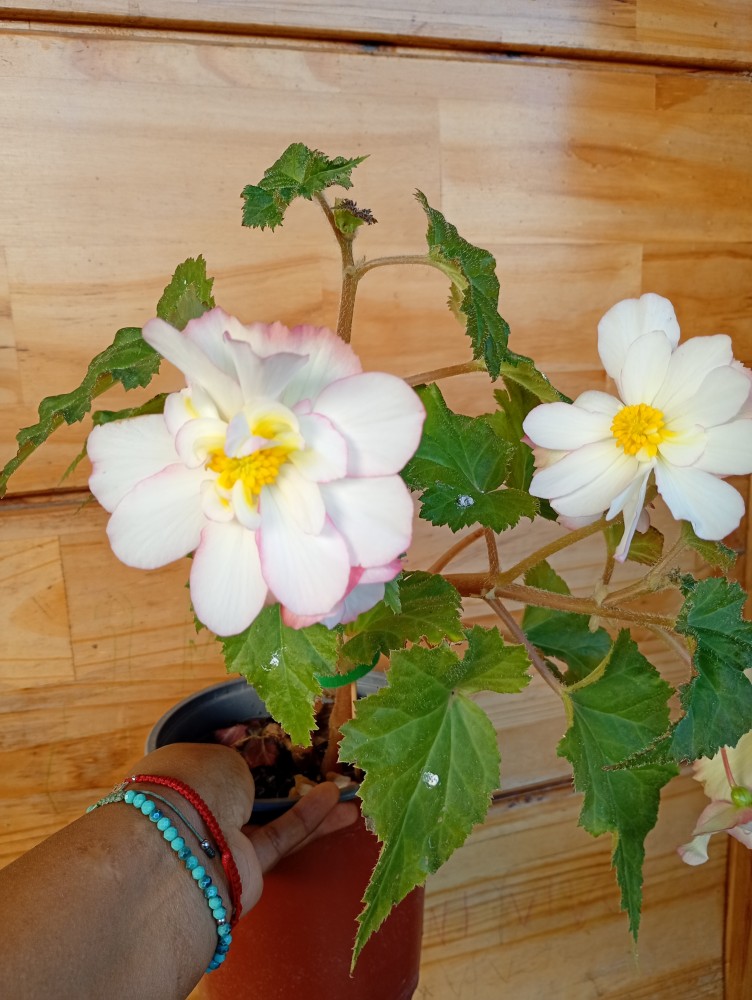 Begonia tuberosa