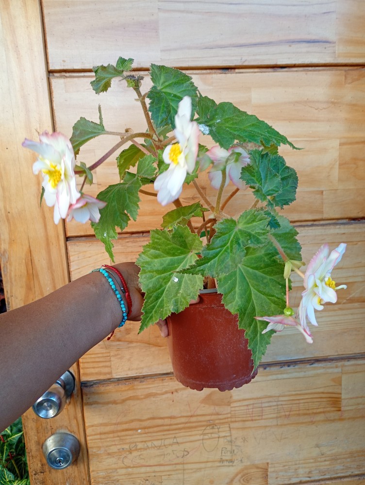 Begonia tuberosa