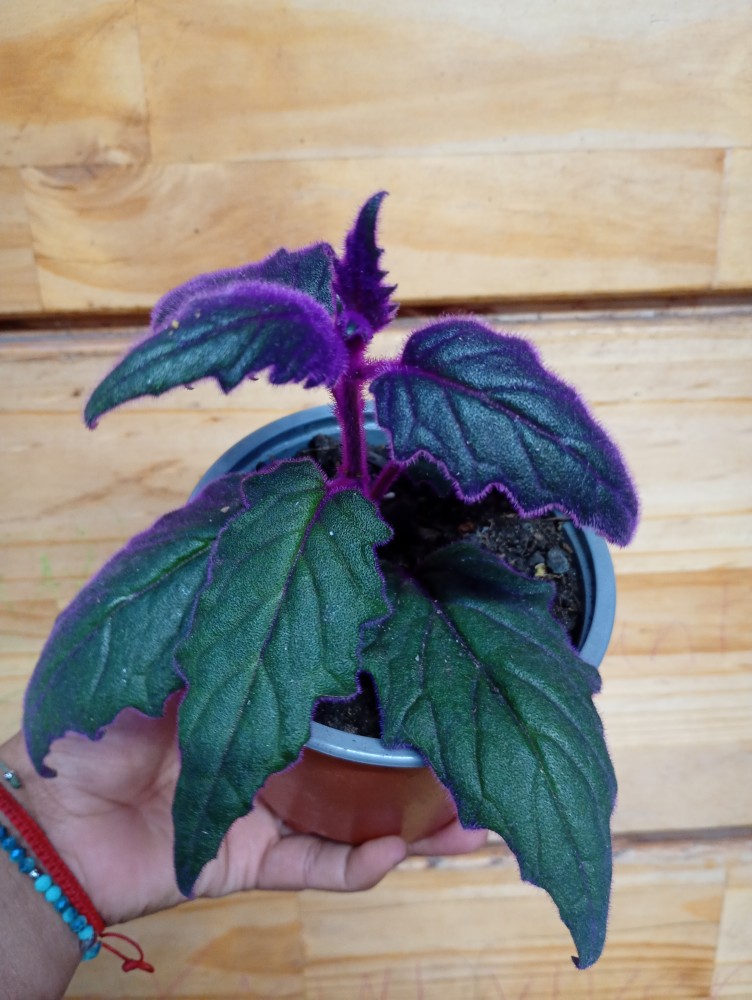 Gynura aurantiaca