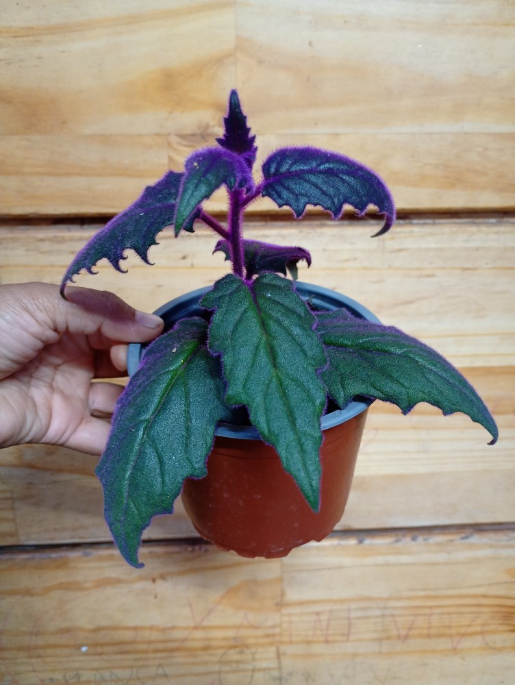 Gynura aurantiaca
