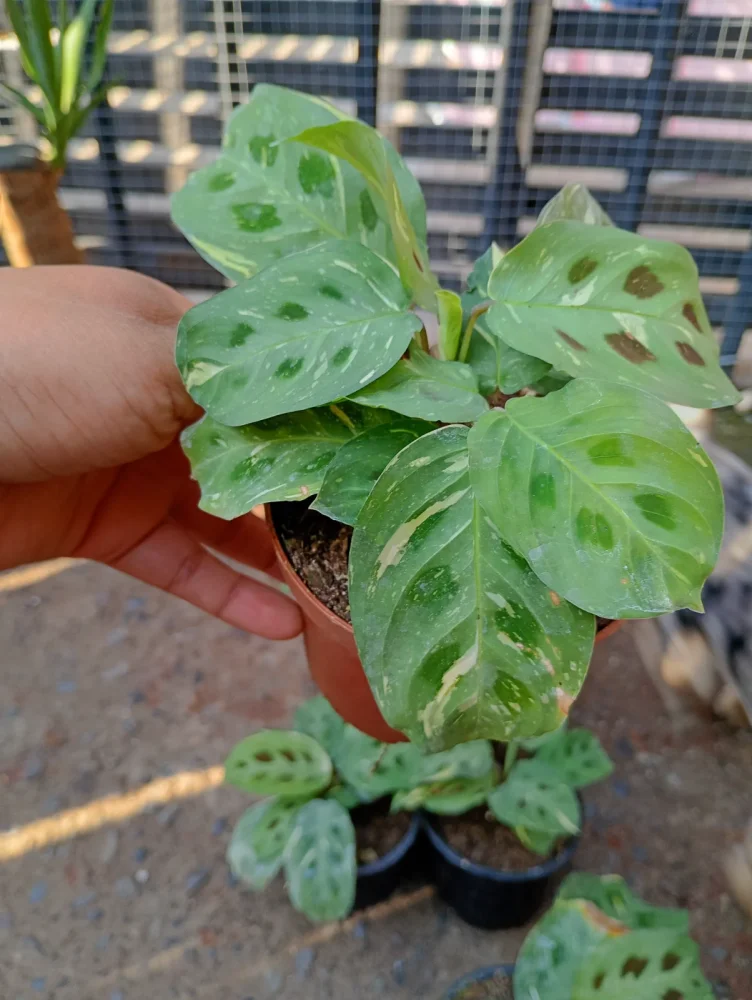 Marantha kerchoveana variegada