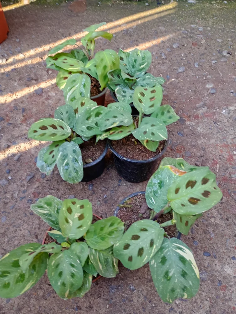 Marantha kerchoveana variegada