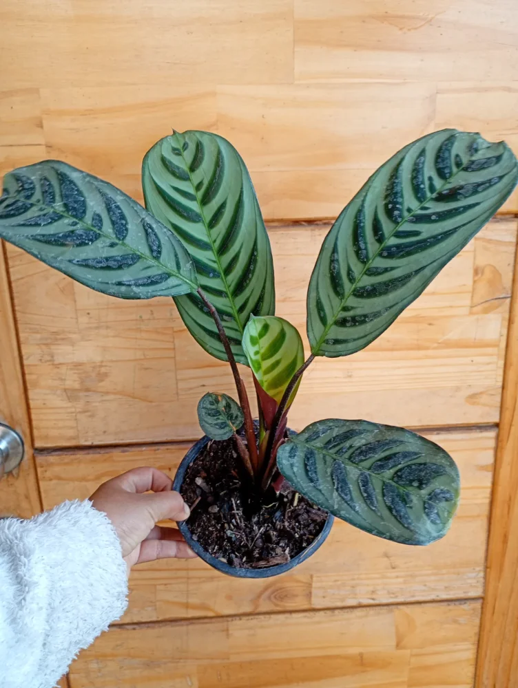Calathea burle marxi