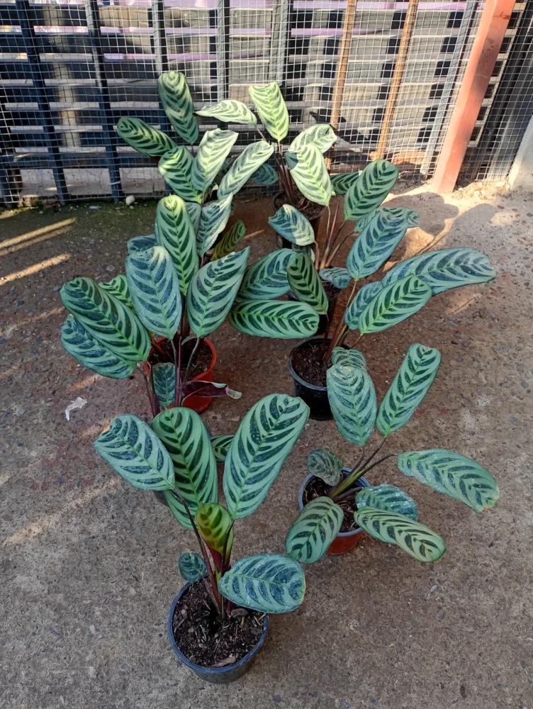 Calathea burle marxi