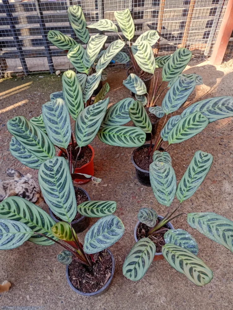 Calathea burle marxi