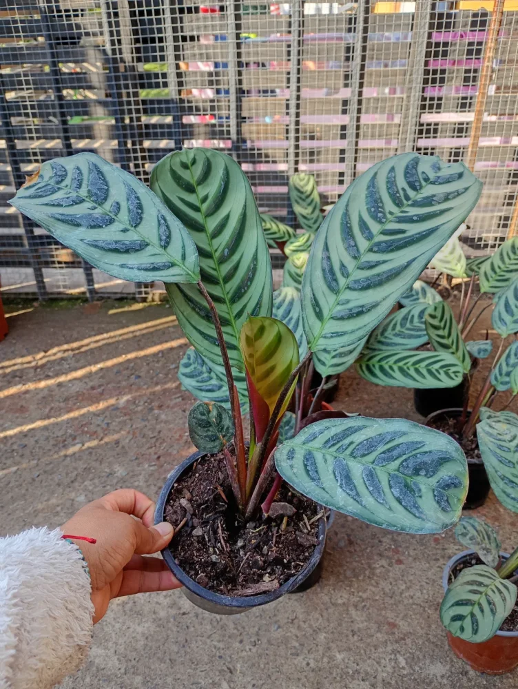 Calathea burle marxi