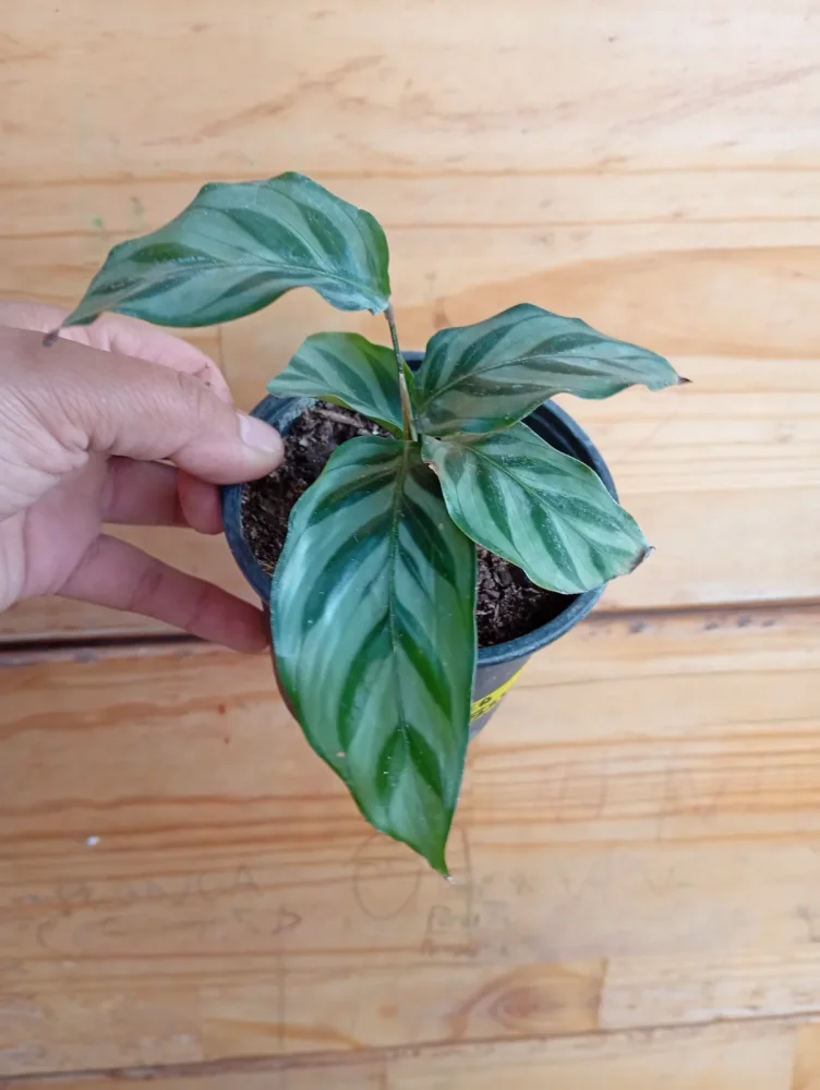 Calathea Freddy