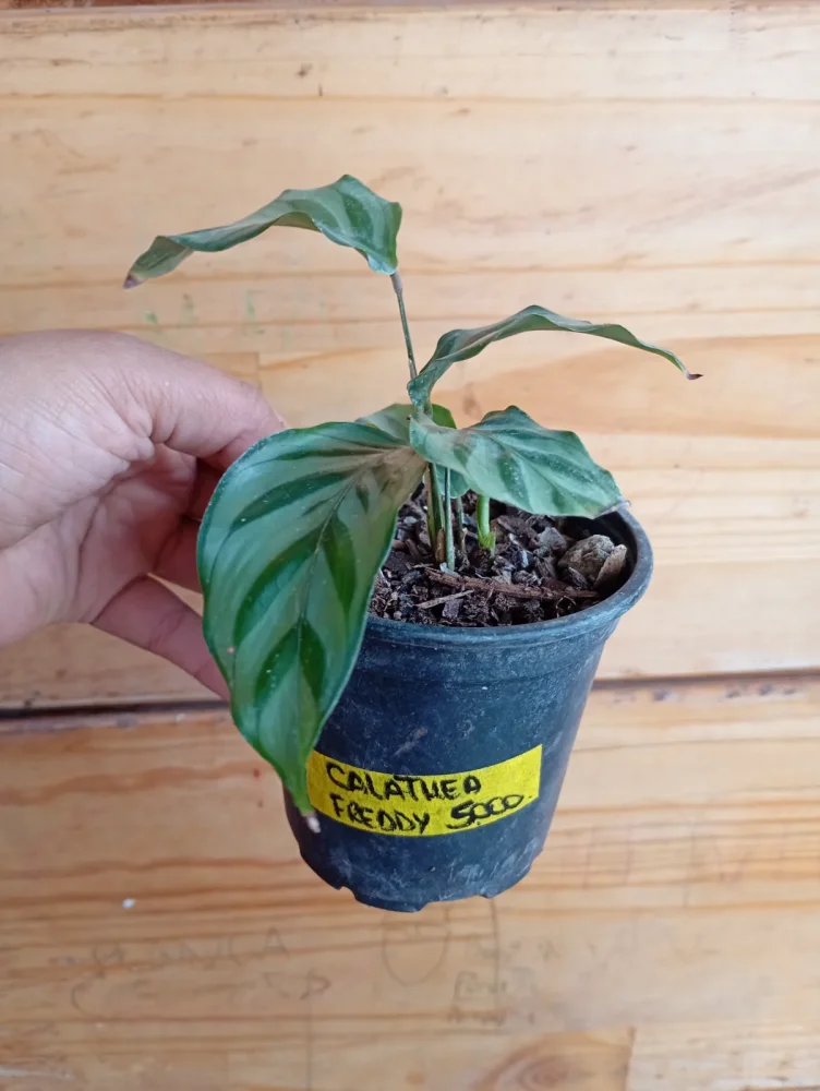 Calathea Freddy