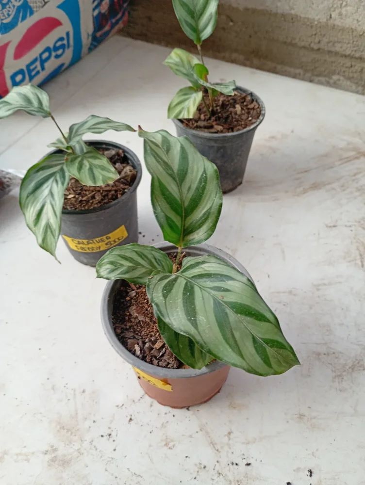 Calathea Freddy