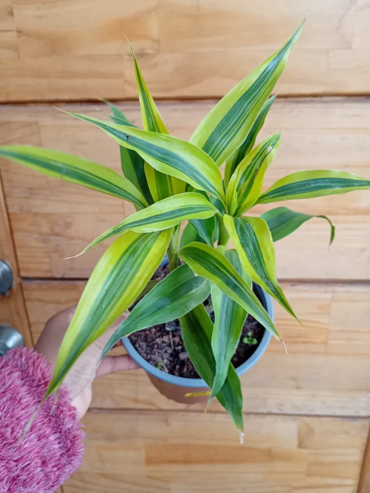 Dracena sanderiana gold