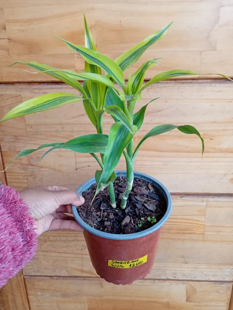 Dracena sanderiana gold