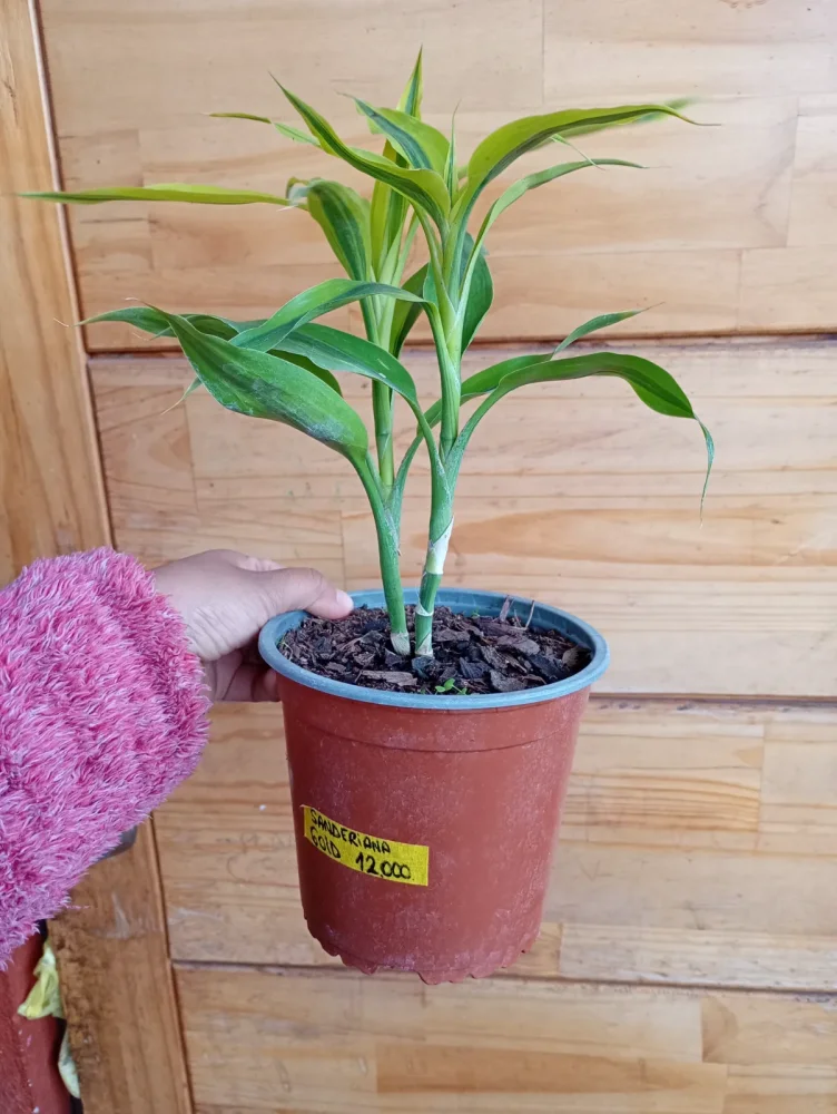 Dracena sanderiana gold
