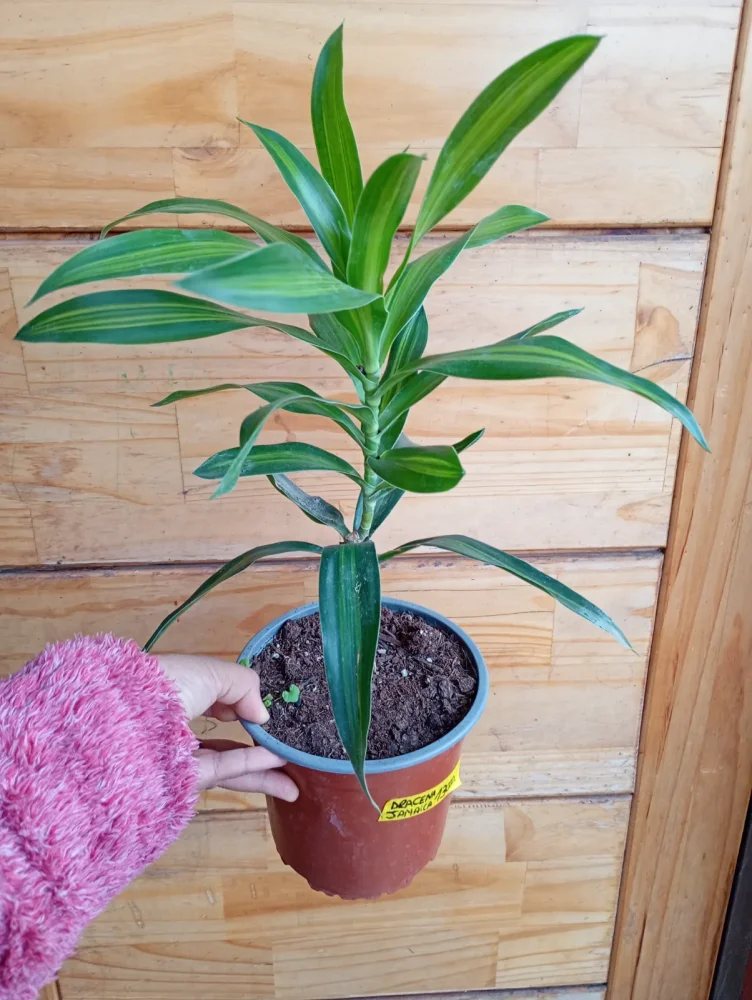 Dracena Jamaica