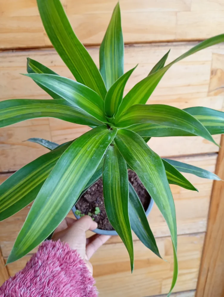 Dracena Jamaica