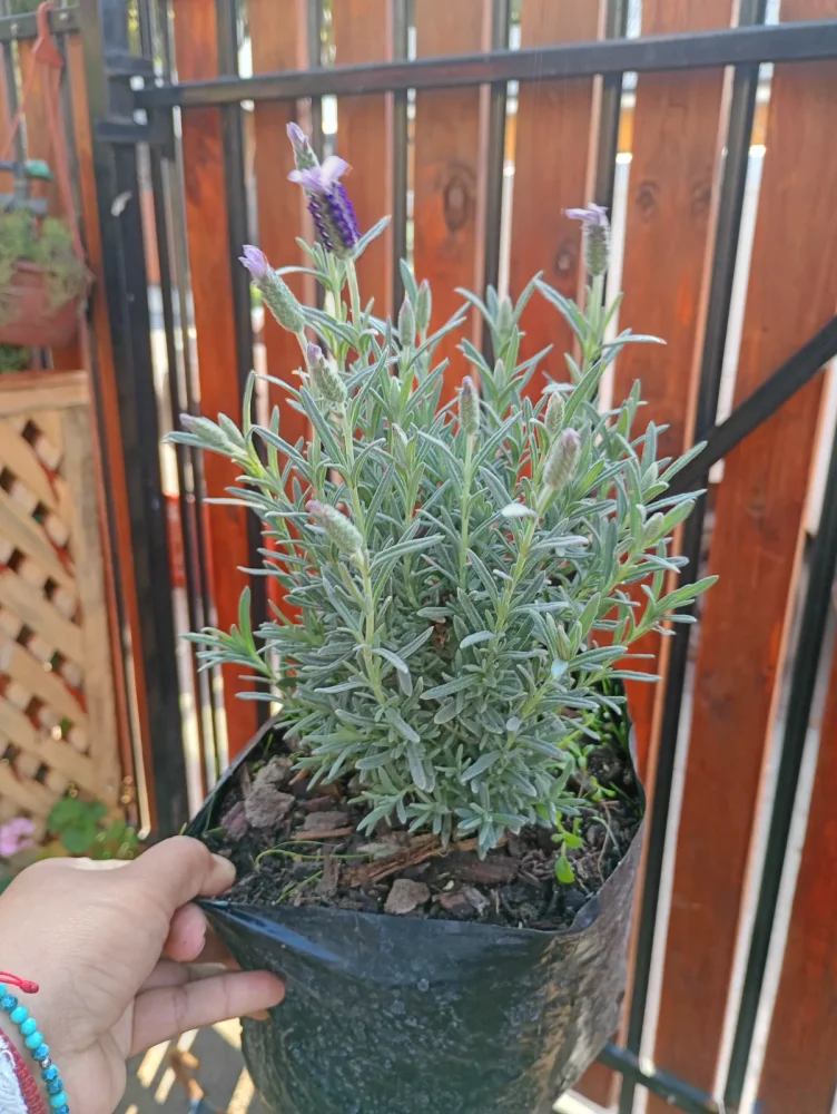 Lavanda stoecha