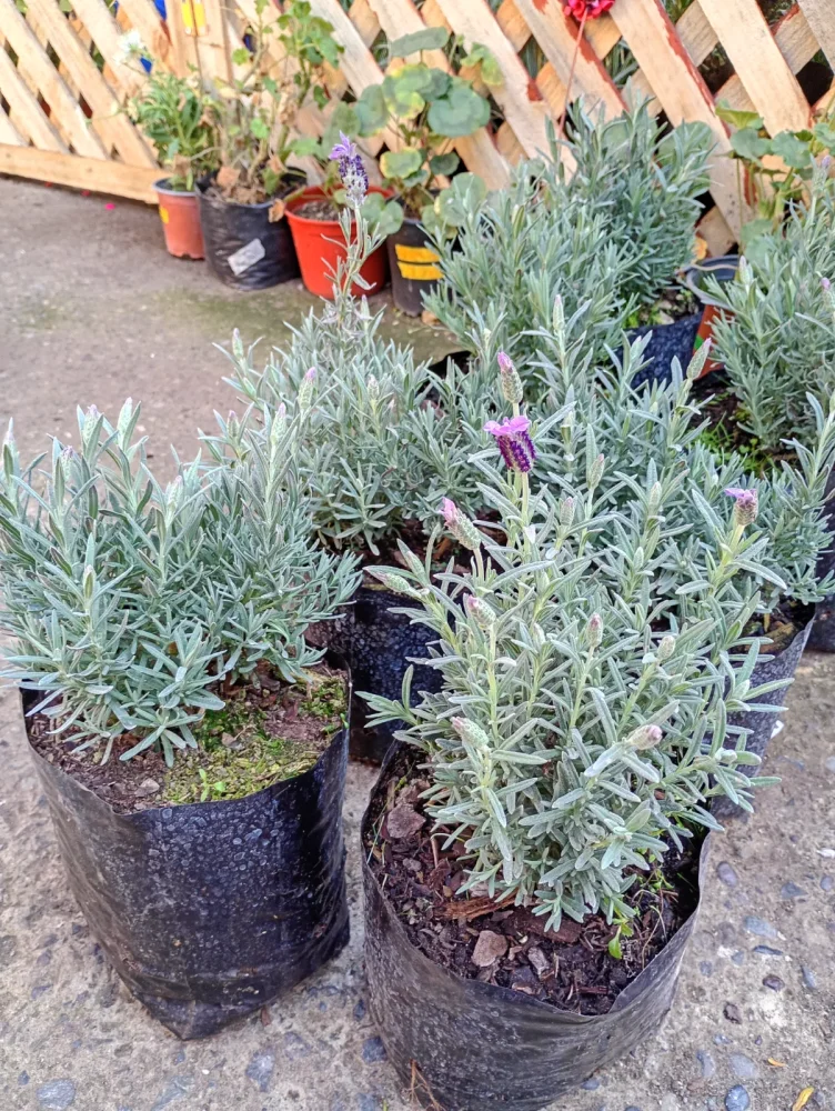 Lavanda stoecha