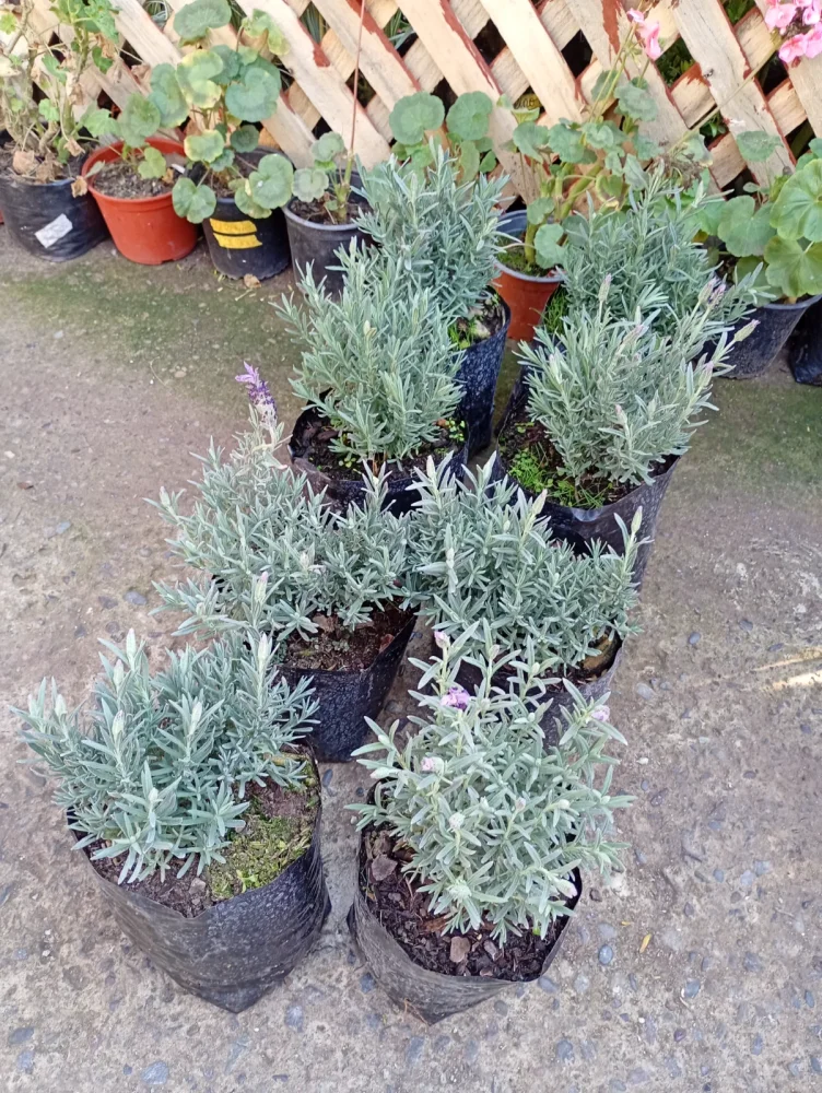 Lavanda stoecha