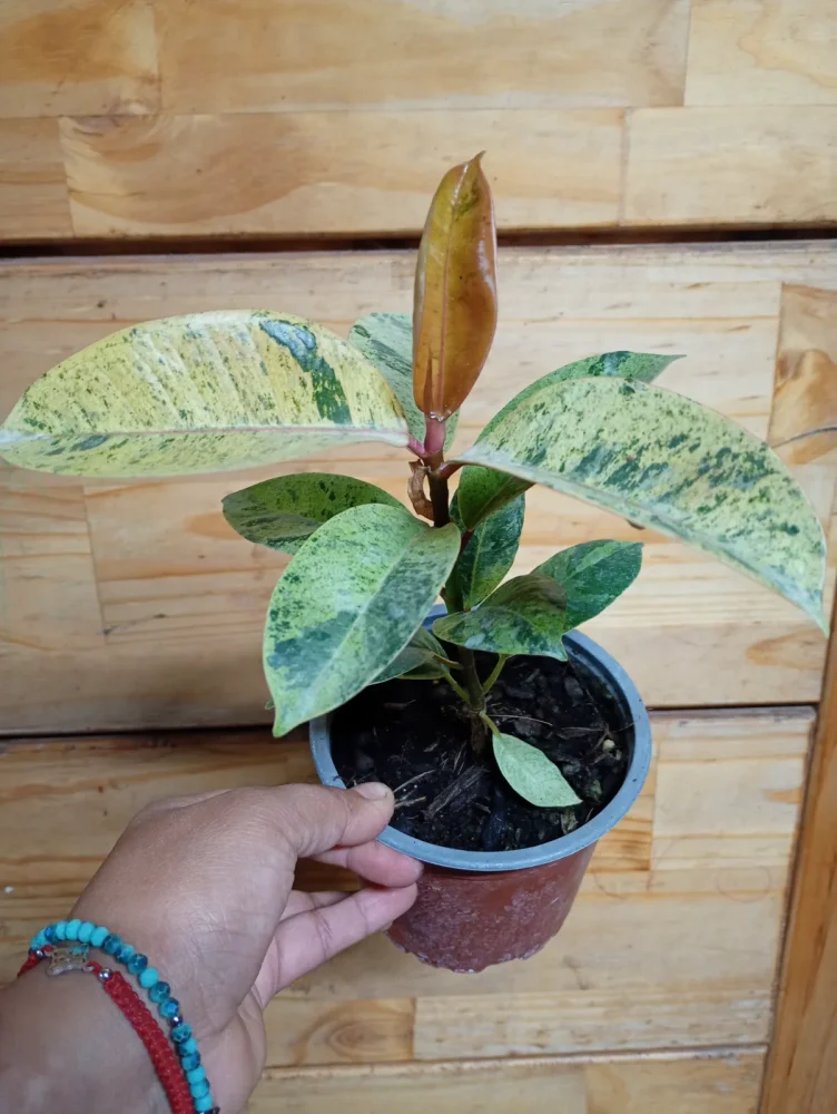 Gomero shiveriana