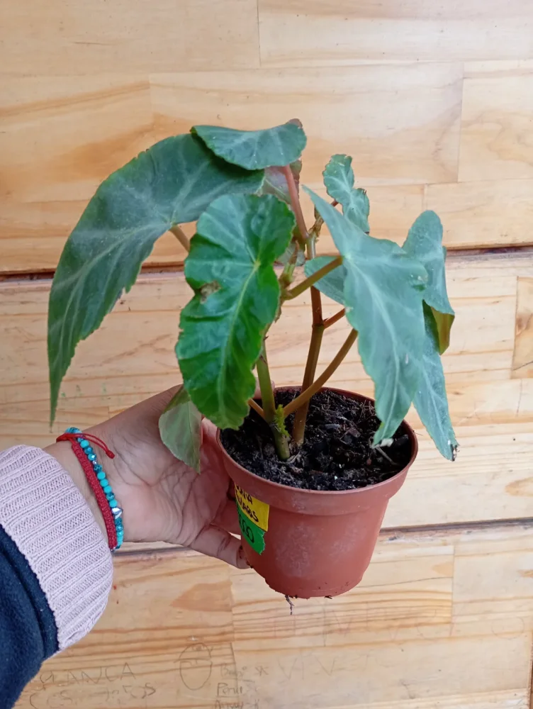 Begonia angularis