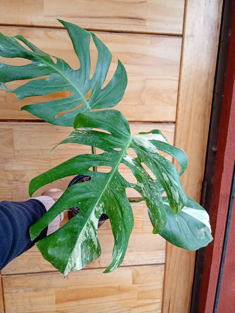 Monstera variegada