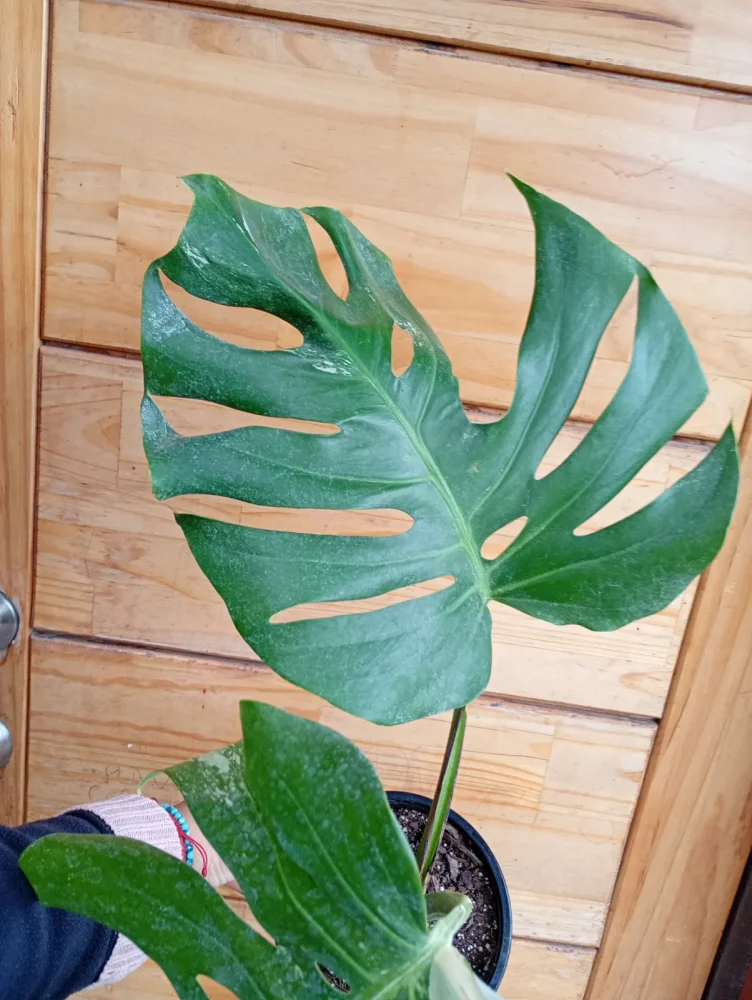 Monstera variegada