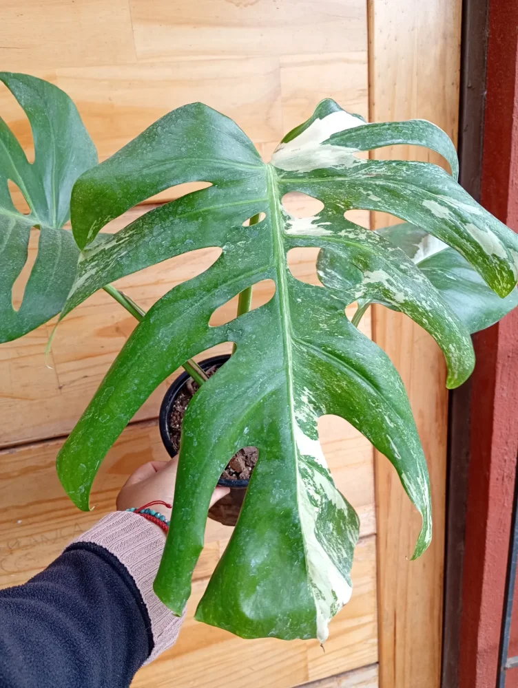 Monstera variegada