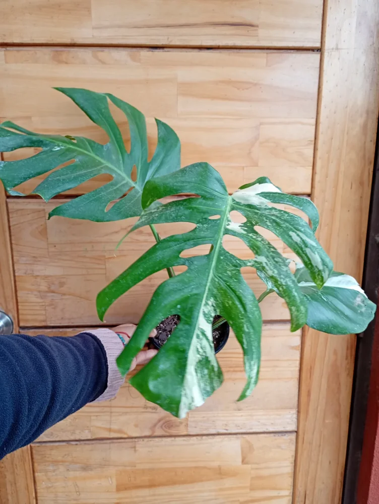 Monstera variegada