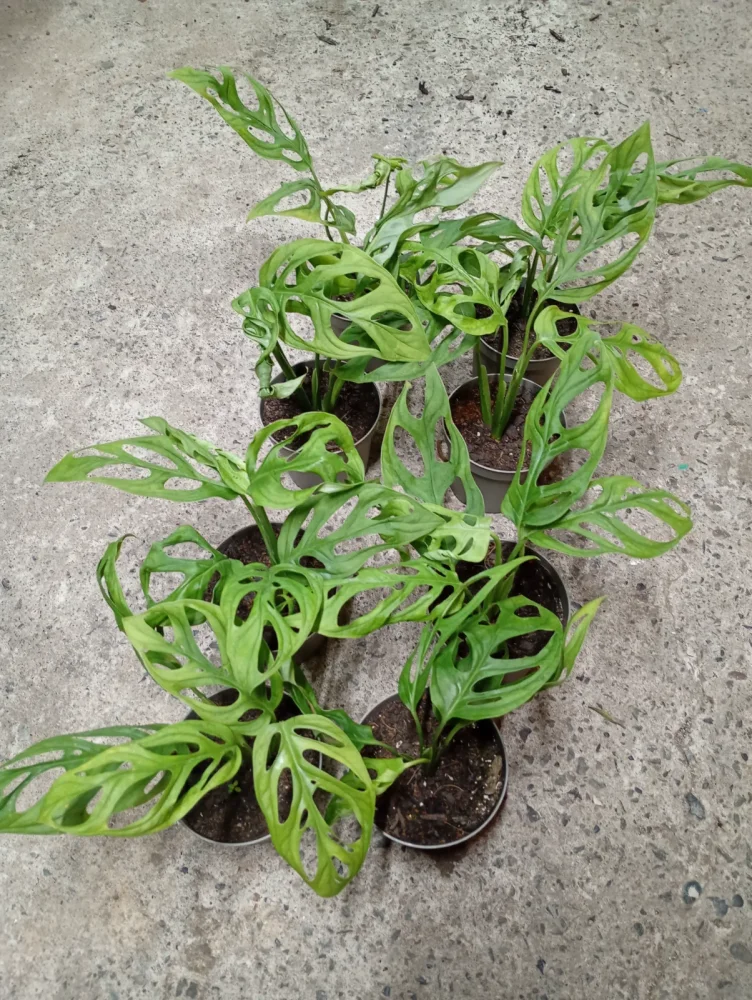 Monstera andasoni